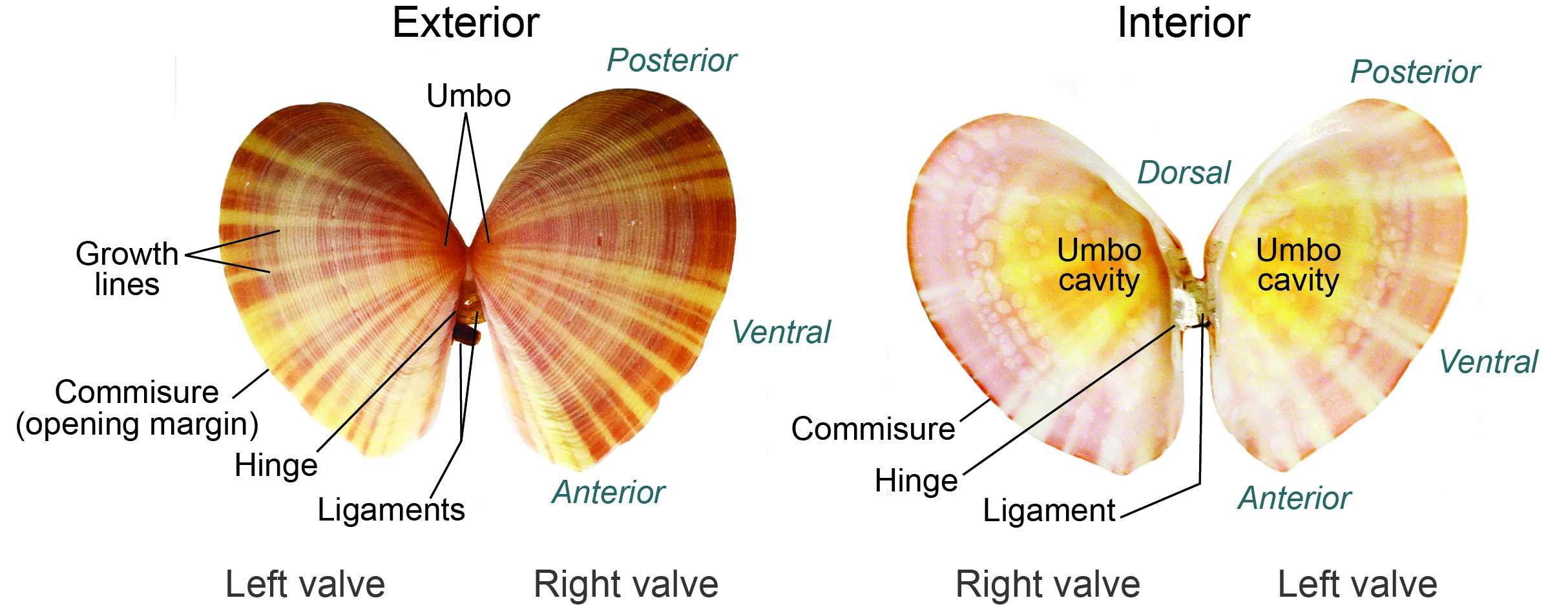 Bivalve preservation (casts and molds), Fossils, Kentucky Geological